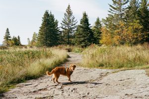 Lee más sobre el artículo Etapas: Camino de Santiago, Vía de la plata