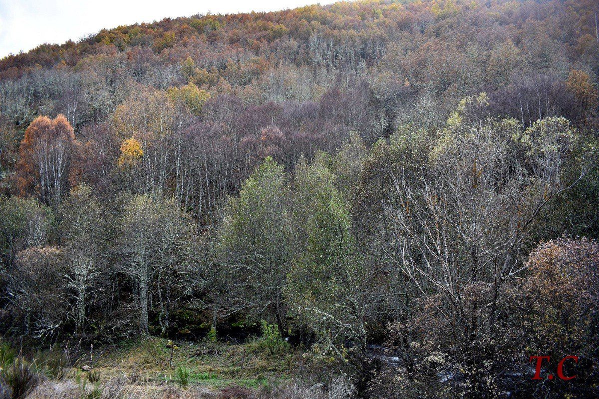 Lee más sobre el artículo El Bosque de Omaña: Las ánimas de los peregrinos del Camino de Santiago