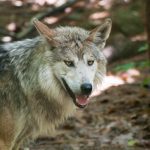 La leyenda del lobo guardián: protegiendo a los peregrinos en su camino