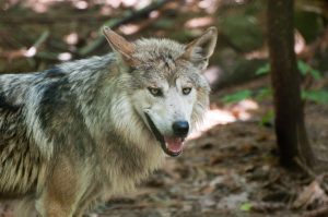 Lee más sobre el artículo La leyenda del lobo guardián: protegiendo a los peregrinos en su camino